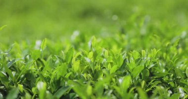 Sri Lanka 'daki bir çiftlikte yetişen taze yeşil çay yaprakları. Canlı yeşillik organik çay çiftçiliğinin özünü yakalıyor, eko-turizm, tarım ve doğadan esinlenilmiş doğa için mükemmel.