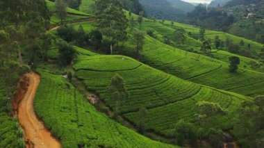 Bir hava aracı, Sri Lanka 'nın yemyeşil çay tarlalarının arasında duran beyazlı bir turist kadını yakalıyor. Huzurlu, teraslı manzara güzel bir ortam sağlıyor, eko-turizm ve seyahat için mükemmel.