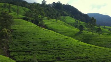 Hava aracı, yemyeşil Sri Lanka çay tarlalarında genç bir çiftin durduğunu ortaya çıkarmak için sorunsuz bir iniş yaptı. Turizm, tatil, keşif, özgürlük ve macera stoku için mükemmel bir yaşam tarzı tanıtımı.