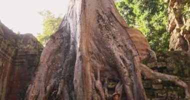 Şapkalı ve sırt çantalı bir kadın turist Kamboçya 'daki antik tapınak kalıntılarıyla sarmalanmış dev ağaç köklerinin yanından geçiyor. Egzotik orman macerası, tarih, kültür ve seyahat yaşam tarzı görüntüleri..