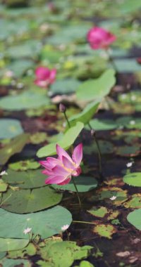 Pembe bir nilüfer çiçeği yeşil bir gölette nilüferlerin arasında zarifçe süzülür. Meditasyon, yoga, ekolojik projeler, ruhsal kavramlar, refah ve seyahat için mükemmel stok videosu..