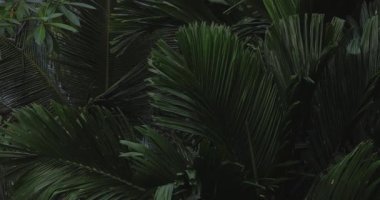 Yoğun ormanda yeşil tropikal palmiye yaprakları doğal ışıkta yavaşça sallanıyor. Seyahat, tatil, refah, rahatlama ve eko-turizm kavramları için mükemmel b- roll stok görüntüleri.