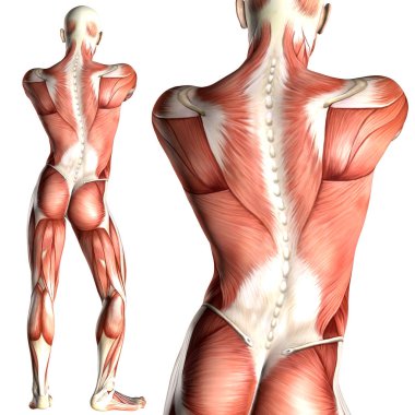 erkek anatomisi arkadan görünüm kas harita ile 3D çizimi