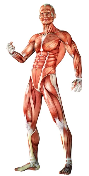 Illustration Male Anatomy Muscle Map — Stock Photo, Image