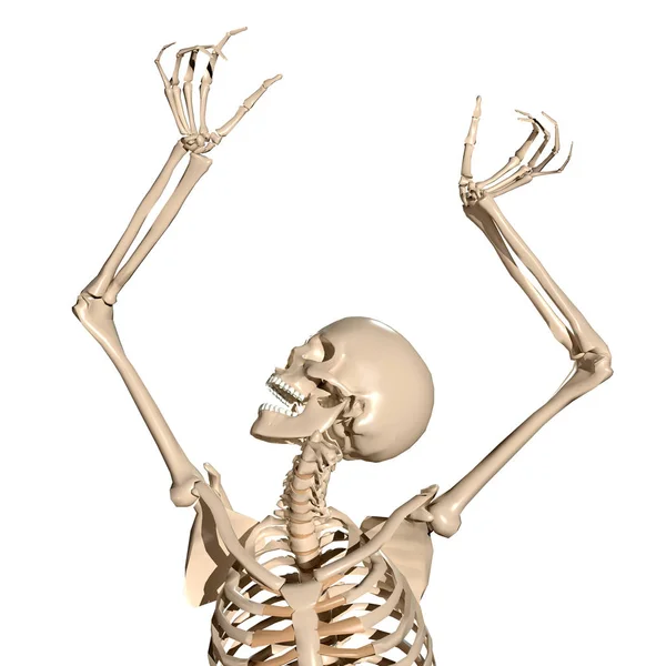 Gruseliges Menschliches Skelett Schreit — Stockfoto