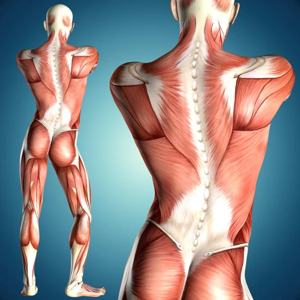 背面筋マップと男性の解剖学の イラストレーション — ストック写真