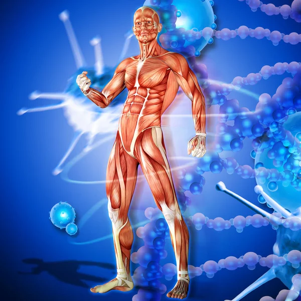 Illustration Une Anatomie Masculine Défense Contre Les Maladies Virales Bactériennes — Photo