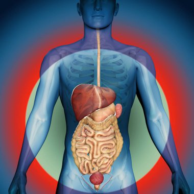 Gastrik sisteminin 3D render