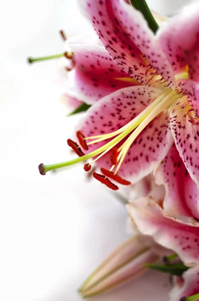 Pink Lilies isolated on white - Image — Stock Photo, Image