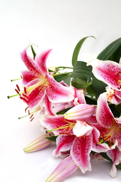 Pink Lilies isolated on white - Image Stock Photo