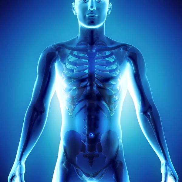3D medizinische Illustration des menschlichen Körpers, die das Skelettsystem in — Stockfoto