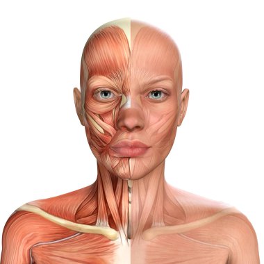 Dişi Yüz Kasları Anatomisinin 3D çizimi