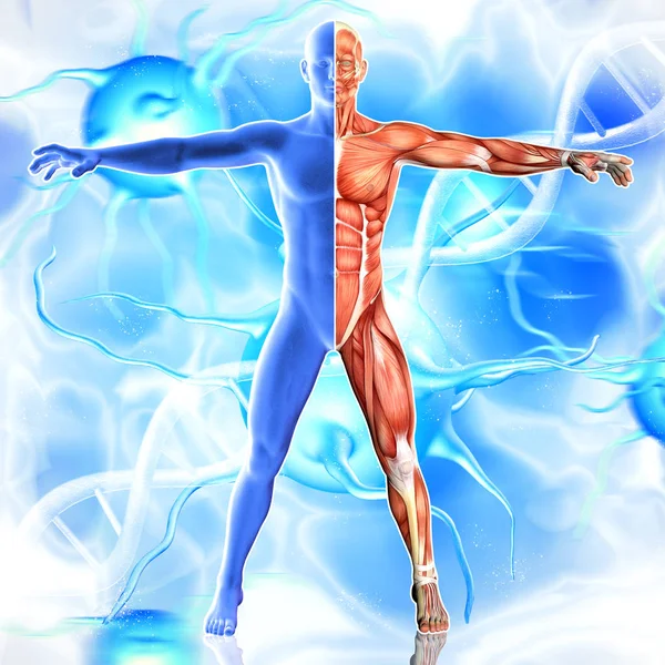 3d Illuation of Male Body Muscles Anatomy on virus and dna b — стокове фото