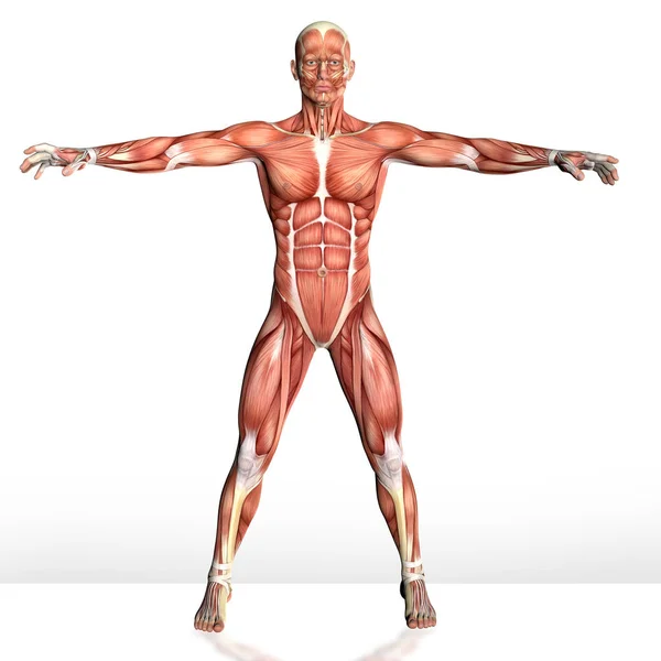 男性躯体肌肉解剖3D图例 — 图库照片#