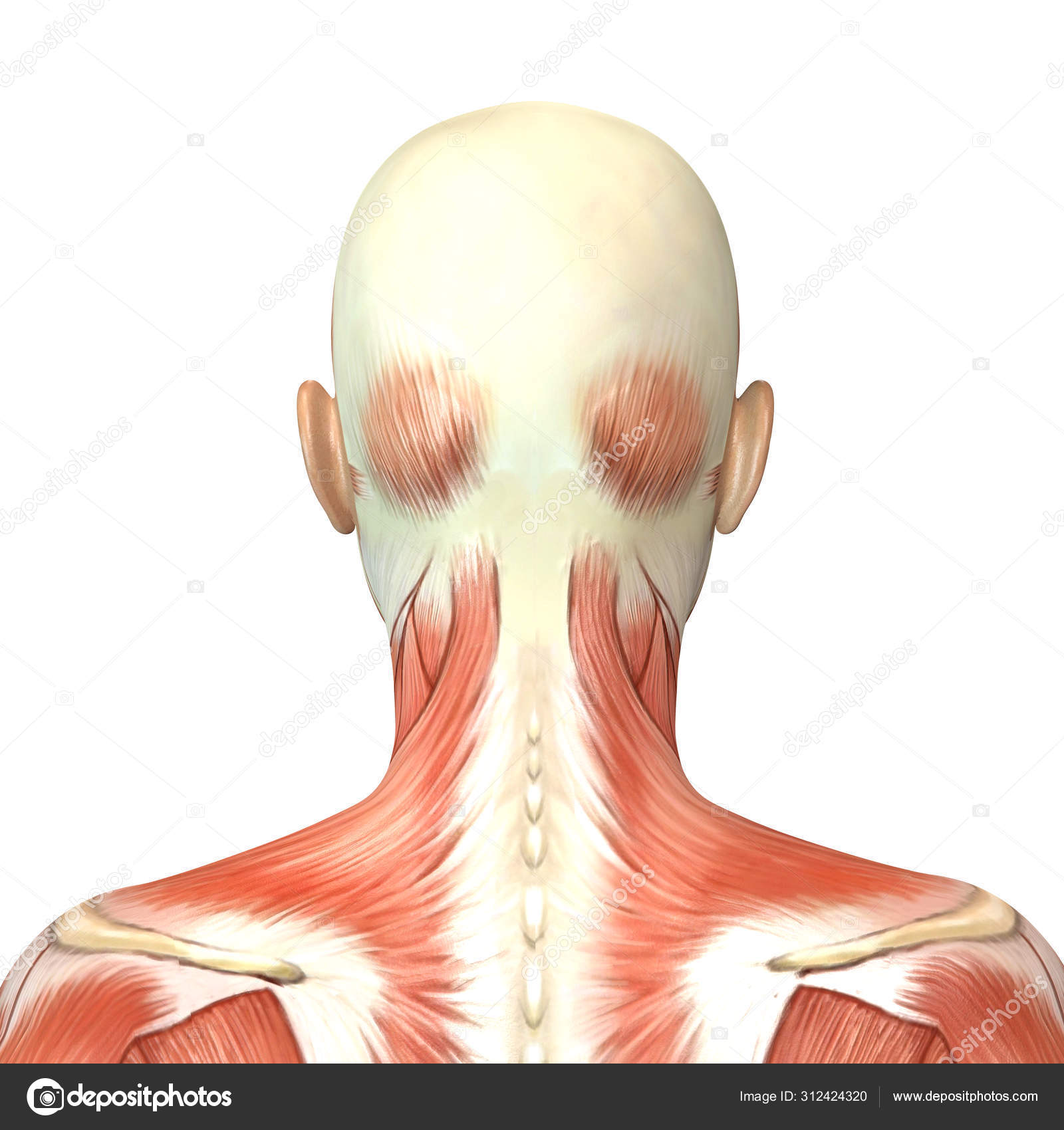 3d Illustration Of Female Head Muscles Anatomy Back View Stock Photo Image By C Deryadraws