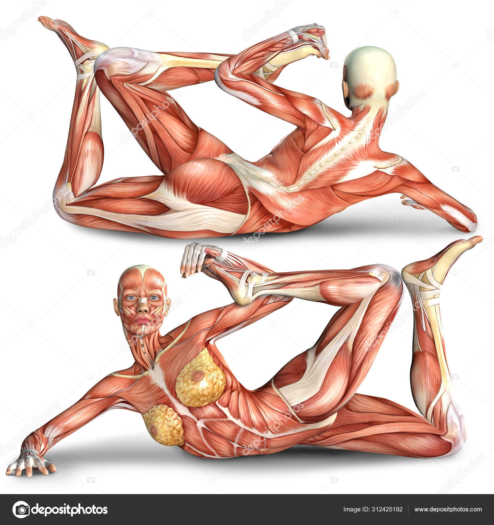 3d Muscle Female