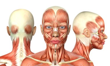 3 boyutlu kadın kafa kaslarının ön arkası anatomisi.