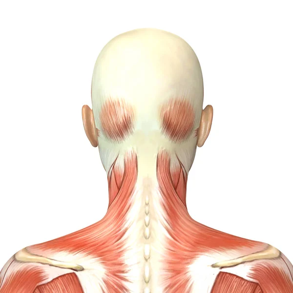 3d ilustracja kobiecych mięśni głowy anatomia widok z tyłu — Zdjęcie stockowe