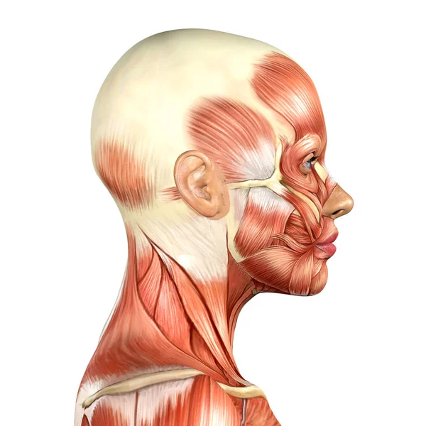 3d ilustración de la cabeza femenina músculos anatomía vista lateral — Foto de Stock