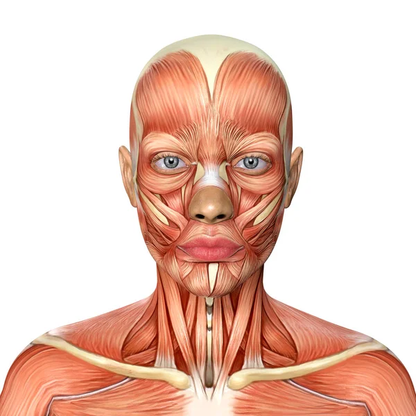 Kadın kafa kaslarının anatomisinin 3 boyutlu çizimi 