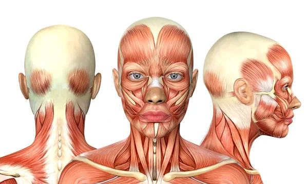 3 boyutlu kadın kafa kaslarının ön arkası anatomisi.