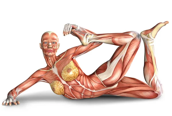 3d illustration of  female body muscles anatomy in exercising po — Stock Photo, Image