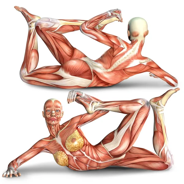 3d иллюстрация анатомии женских мышц тела при выполнении po — стоковое фото