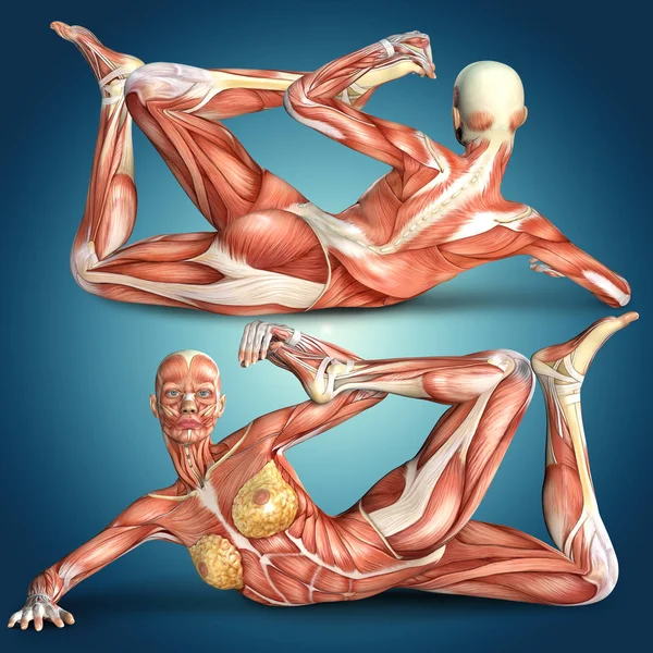 3d иллюстрация анатомии женских мышц тела при выполнении po — стоковое фото
