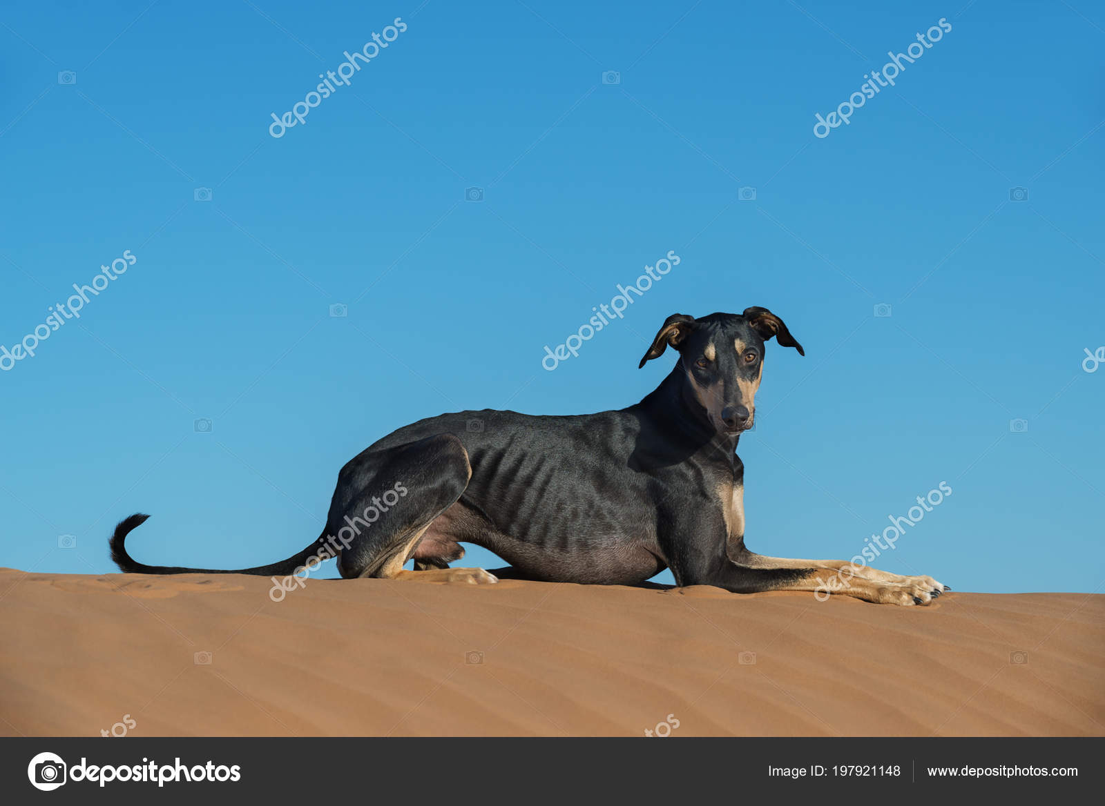 True Story Popular Japanese Dog Makoto Yamaguchi Origami Cats Dogs