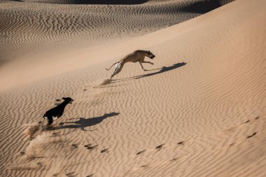 İki Sloughi köpek (Arap greyhound) Morocco Sahara çöl kumulları çalıştırmak.