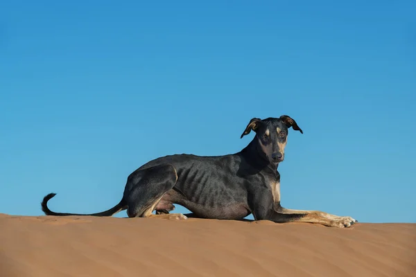 Kumul Morocco Sahara çöl üstünde siyah bir Sloughi köpek (Arap greyhound). 