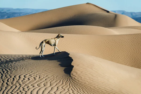 Kumul Morocco Sahara Çöl Üzerine Kahverengi Sloughi Köpek Arap Greyhound — Stok fotoğraf