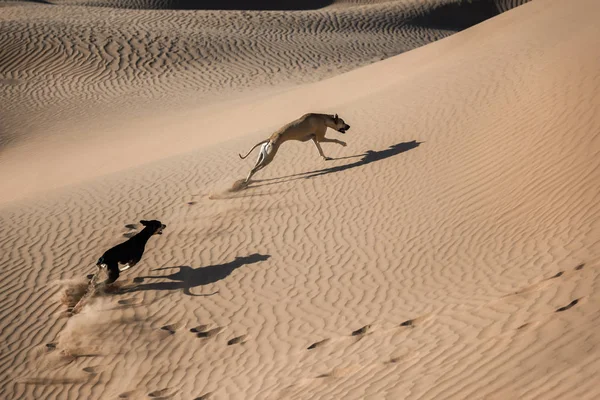 Sloughi Köpek Arap Greyhound Morocco Sahara Çöl Kumulları Çalıştırmak — Stok fotoğraf