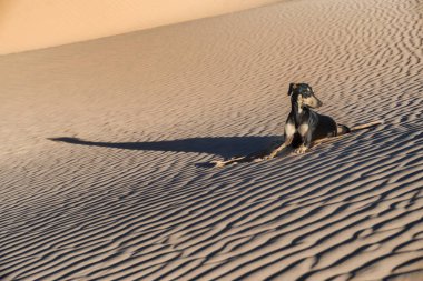 A young black Sloughi dog (Arabian greyhound) rests in the sand dunes in the Sahara desert of Morocco. High key image with muted colours. clipart