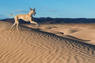 Morocco Sahara çöl kumulları'a mutlu, kahverengi Sloughi köpek (Arap greyhound) çalışır.