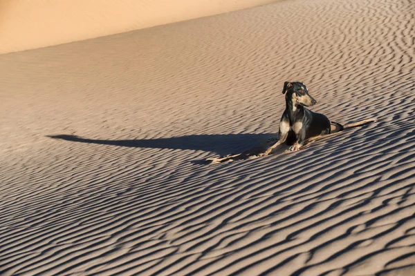 Genç siyah Sloughi köpek (Arap greyhound) Morocco Sahara çöl kumulları aittir. Sessiz renklerle yüksek anahtar görüntü.