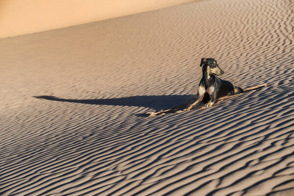 A young black Sloughi dog (Arabian greyhound) rests in the sand dunes in the Sahara desert of Morocco. High key image with muted colours.