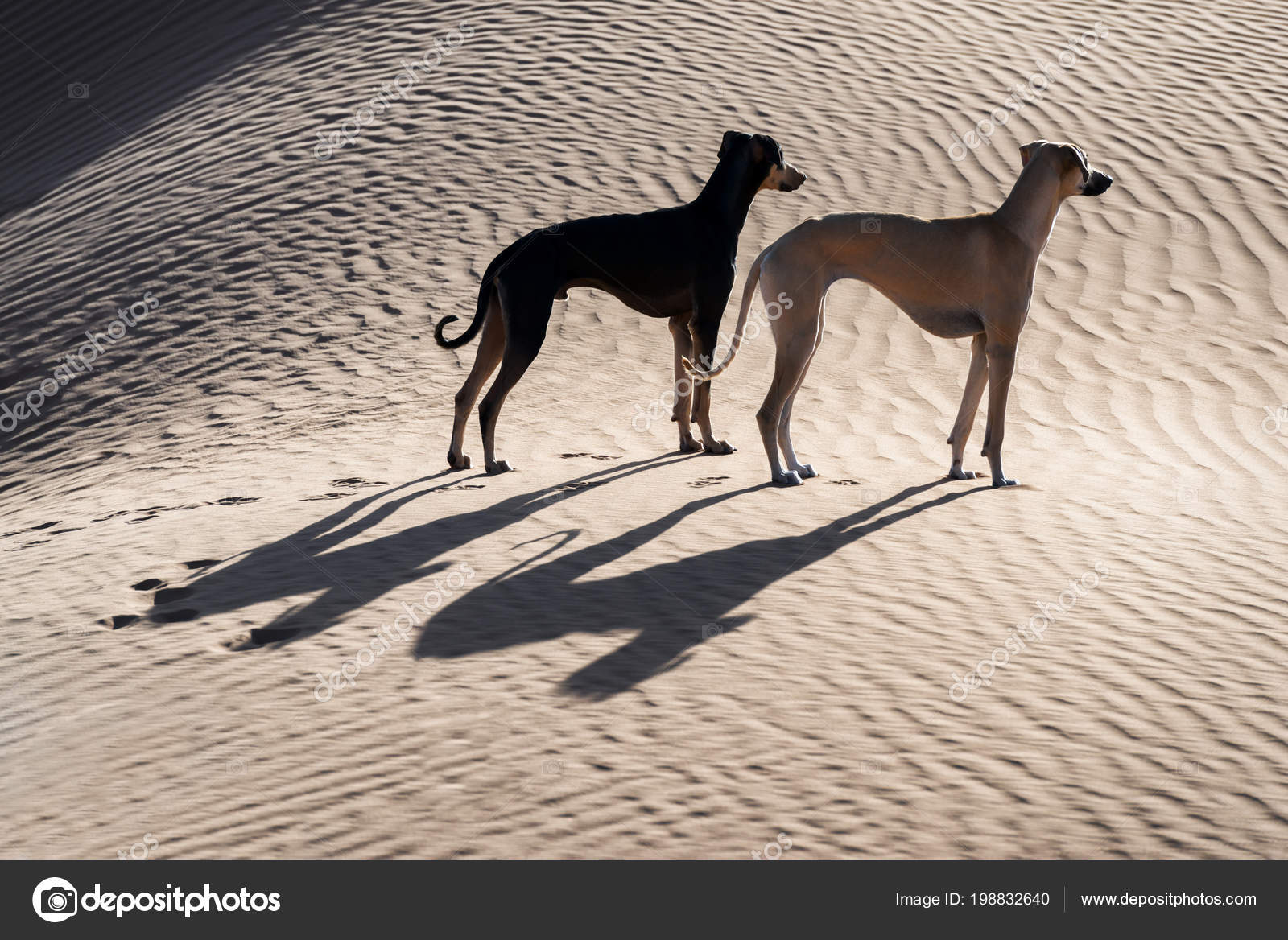Two Sloughi Dogs Arabian Greyhound Sahara Desert Morocco — Stock