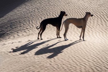 İki Sloughi (Arap greyhound) köpeklerde Morocco Sahara çöl. 