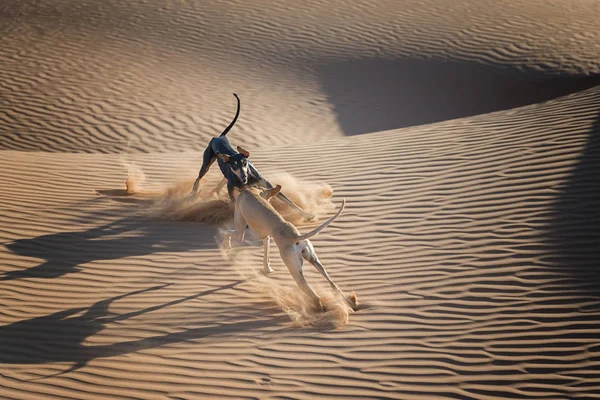 Two Sloughi Dogs Arabian Greyhound Play Sand Dunes Sahara Desert — Stock Photo, Image