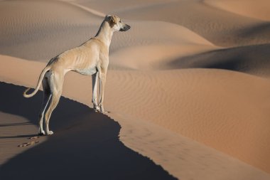Kumul Morocco Sahara çöl üzerine kahverengi Sloughi köpek (Arap greyhound) standları. 