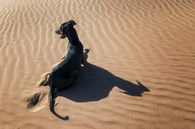 Siyah Sloughi köpek (Arap greyhound) Morocco Sahara çöl kumulları aittir.