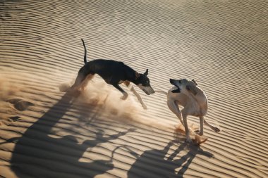 İki Sloughi köpek (Arap greyhound) Morocco Sahara çöl kumulları oynamak. 