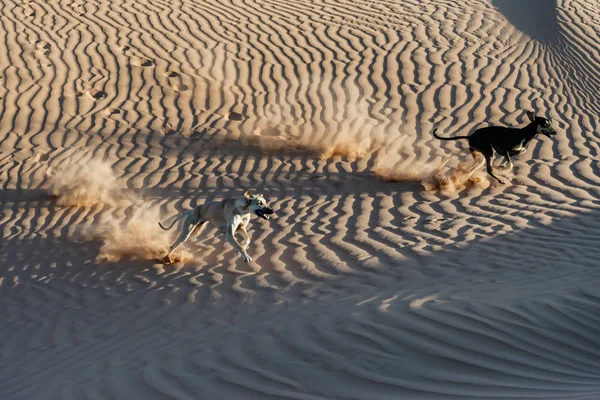 Sloughi Köpek Arap Greyhound Morocco Sahara Çöl Kumulları Çalıştırmak — Stok fotoğraf