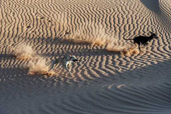 Two Sloughi dogs (Arabian greyhound) run in the sand dunes in the Sahara desert of Morocco. 
