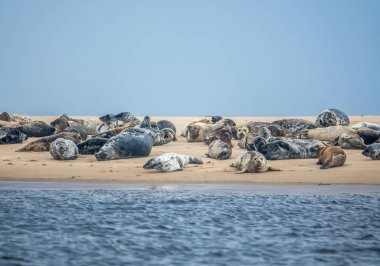 Bir koloni liman ve Gri foklar kopya alanı ile İskoçya'da bir plajda dinlenme