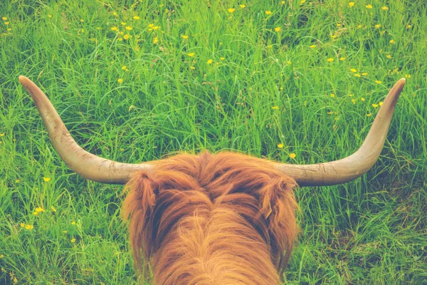 Imagem Estilo Retro Uma Vaca Escocesa Das Terras Altas Prado — Fotografia de Stock