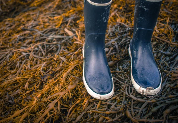 コピー スペース付きのビーチの海藻の上を歩いて 濡れたゴム長靴のレトロなスタイルの写真 — ストック写真