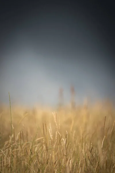 Imagem Conceitual Muito Superficial Foco Uma Tempestade Que Brewing Sobre — Fotografia de Stock