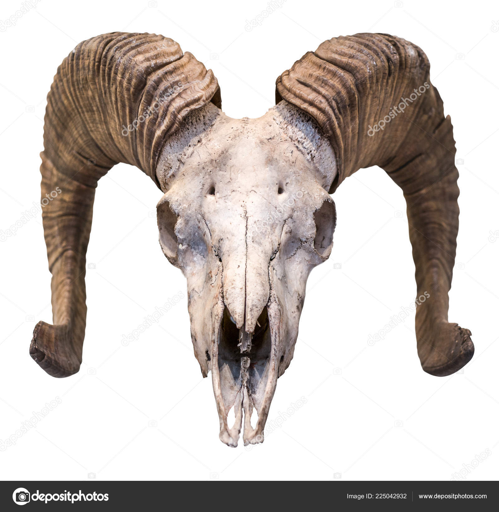 Isolated Ram&rsquo;s Skull Horns White Background Stock Photo by ©mrdoomits